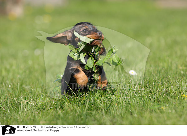 Rauhaardackel Welpe / wirehaired Dachshund Puppy / IF-06979