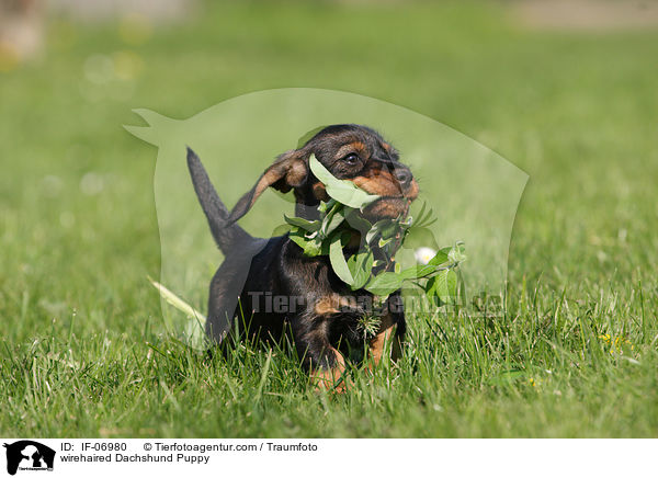 Rauhaardackel Welpe / wirehaired Dachshund Puppy / IF-06980