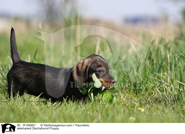 Rauhaardackel Welpe / wirehaired Dachshund Puppy / IF-06981