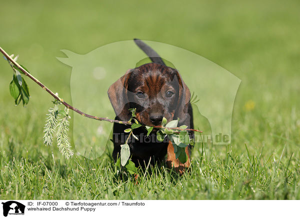 Rauhaardackel Welpe / wirehaired Dachshund Puppy / IF-07000