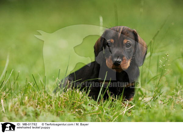 Rauhaardackel Welpe / wirehaired teckel puppy / MB-01782