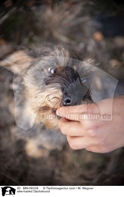 Rauhaardackel / wire-haired Dachshund / MW-08338