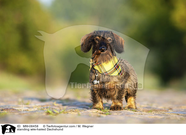 stehender Rauhaardackel / standing wire-haired Dachshund / MW-08458