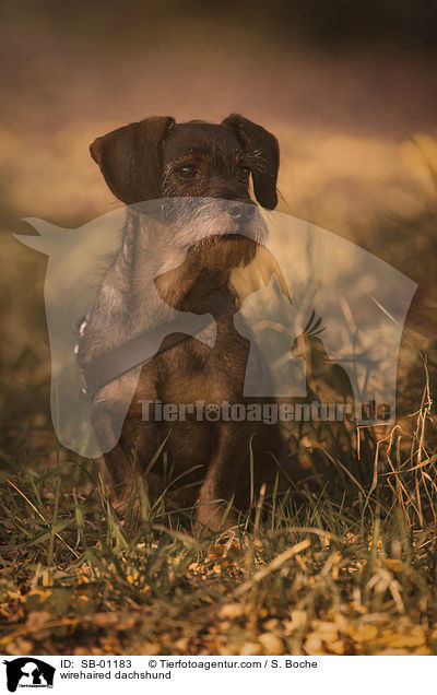 Rauhaardackel / wirehaired dachshund / SB-01183