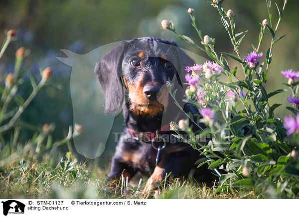 sitzender Rauhaardackel / sitting Dachshund / STM-01137