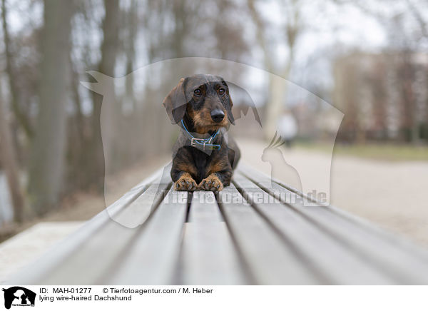 liegender Rauhaardackel / lying wire-haired Dachshund / MAH-01277
