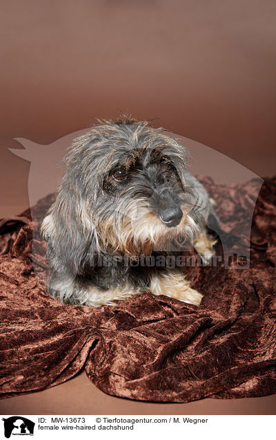 Rauhaardackel Hndin / female wire-haired dachshund / MW-13673