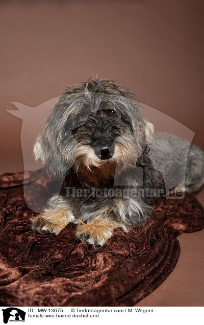 Rauhaardackel Hndin / female wire-haired dachshund / MW-13675