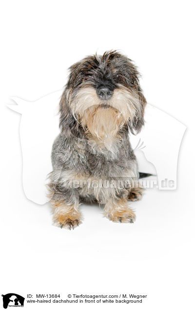 Rauhaardackel vor weiem Hintergrund / wire-haired dachshund in front of white background / MW-13684