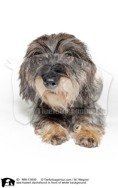 Rauhaardackel vor weiem Hintergrund / wire-haired dachshund in front of white background / MW-13690