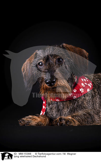 liegender Rauhaardackel / lying wirehaired Dachshund / MW-15366