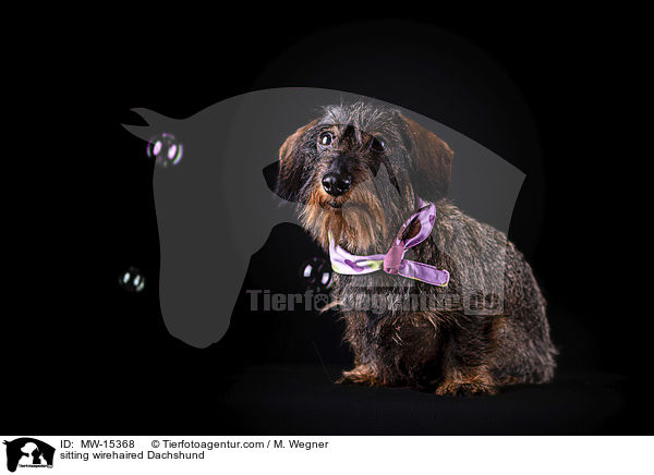 sitting wirehaired Dachshund / MW-15368