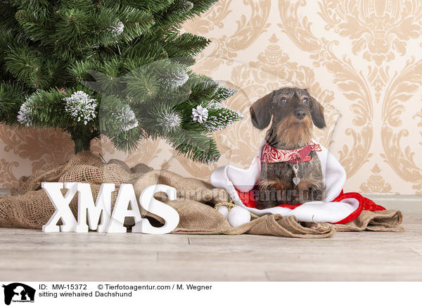 sitzender Rauhaardackel / sitting wirehaired Dachshund / MW-15372