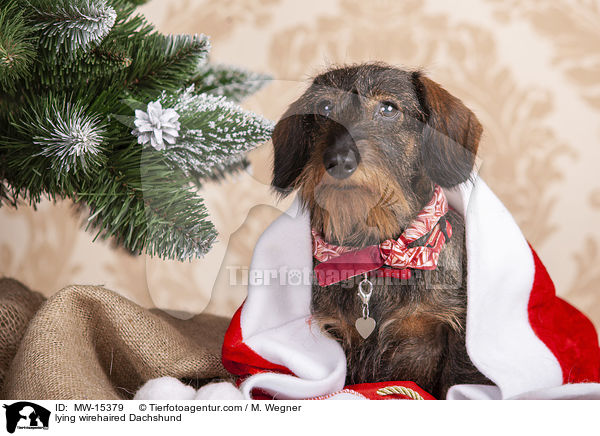 liegender Rauhaardackel / lying wirehaired Dachshund / MW-15379