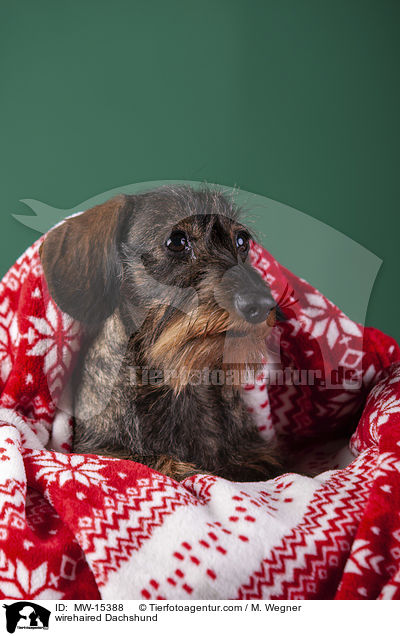 Rauhaardackel / wirehaired Dachshund / MW-15388