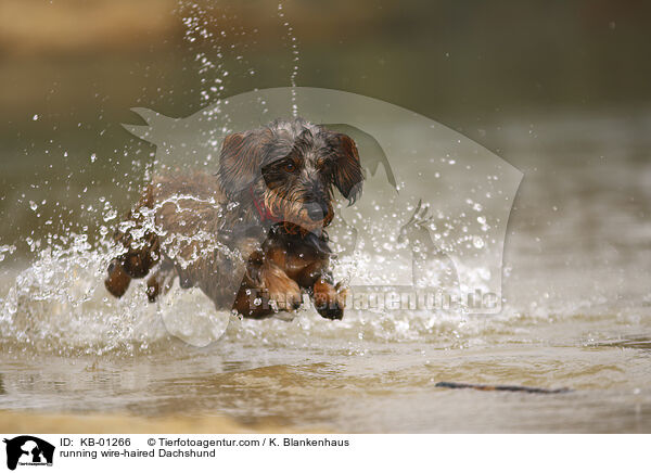 rennender Rauhaardackel / running wire-haired Dachshund / KB-01266