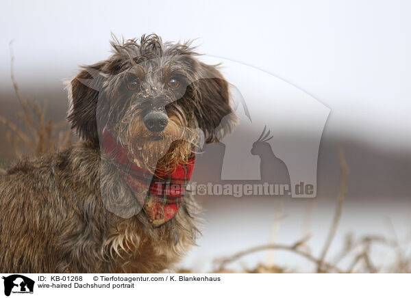 wire-haired Dachshund portrait / KB-01268