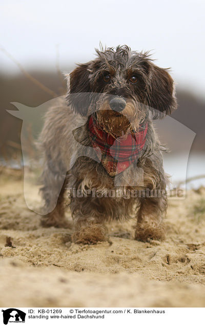 stehender Rauhaardackel / standing wire-haired Dachshund / KB-01269