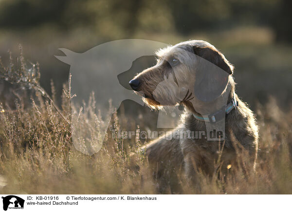 Rauhaardackel / wire-haired Dachshund / KB-01916