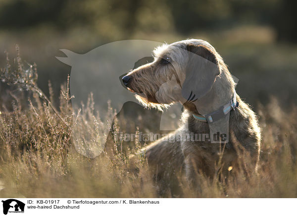 Rauhaardackel / wire-haired Dachshund / KB-01917
