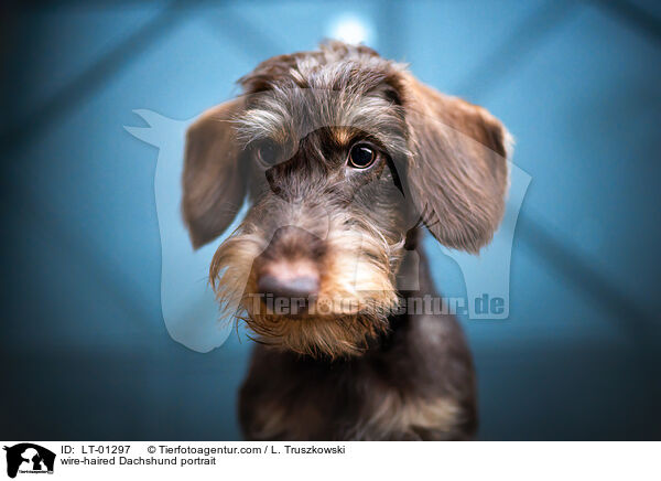 wire-haired Dachshund portrait / LT-01297