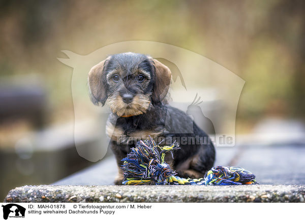 sitting wirehaired Dachshunds Puppy / MAH-01878