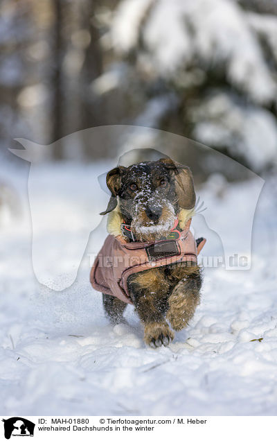 Rauhaardackel im Winter / wirehaired Dachshunds in the winter / MAH-01880