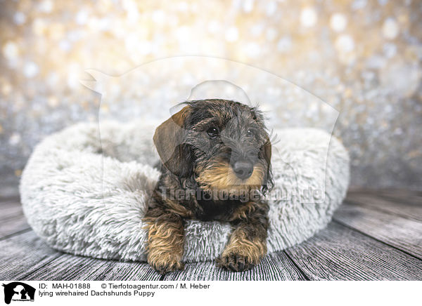 liegender Rauhaardackel Welpe / lying wirehaired Dachshunds Puppy / MAH-01888
