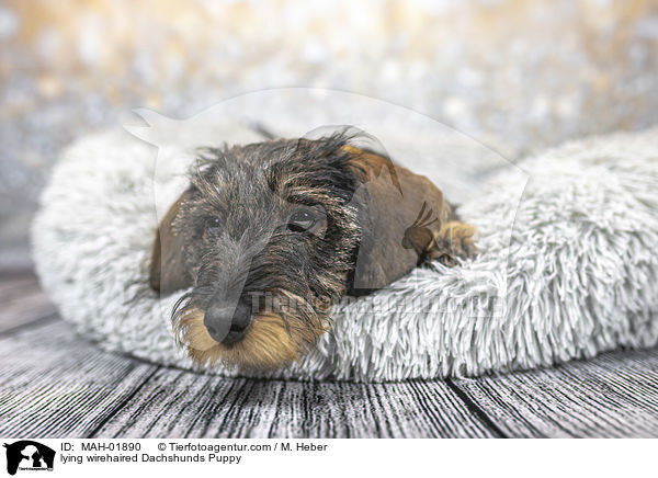 liegender Rauhaardackel Welpe / lying wirehaired Dachshunds Puppy / MAH-01890