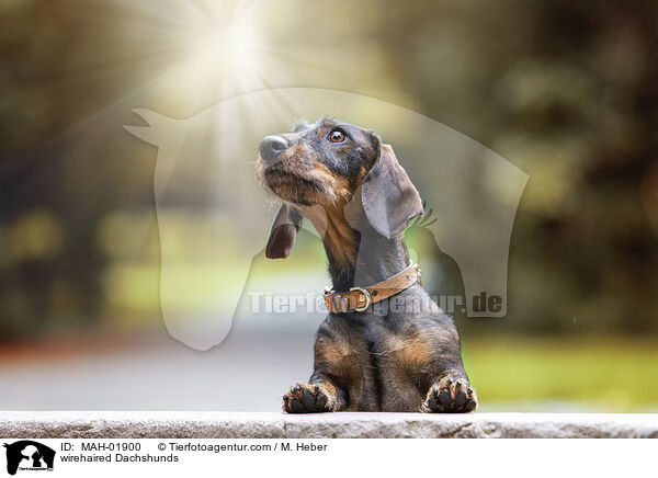 Rauhaardackel / wirehaired Dachshunds / MAH-01900