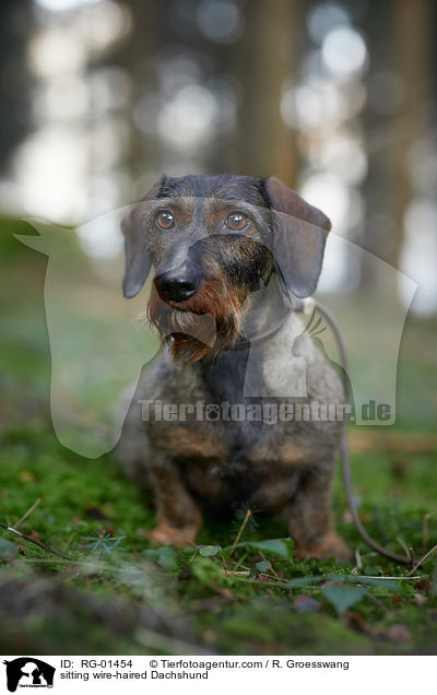 sitzender Rauhaardackel / sitting wire-haired Dachshund / RG-01454