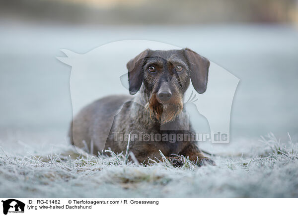 lying wire-haired Dachshund / RG-01462