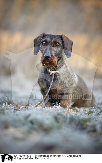 sitzender Rauhaardackel / sitting wire-haired Dachshund / RG-01478