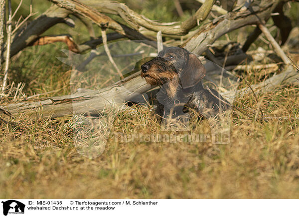 wirehaired Dachshund at the meadow / MIS-01435