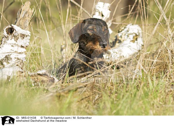 wirehaired Dachshund at the meadow / MIS-01438