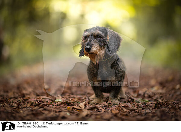 wire-haired Dachshund / TBA-01986