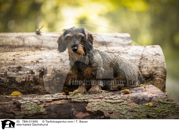 Rauhaardackel / wire-haired Dachshund / TBA-01989