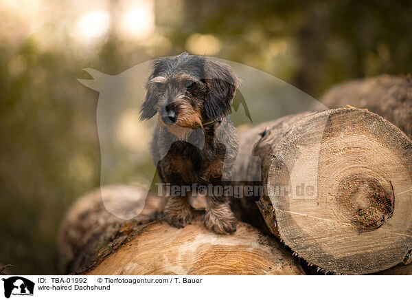 Rauhaardackel / wire-haired Dachshund / TBA-01992