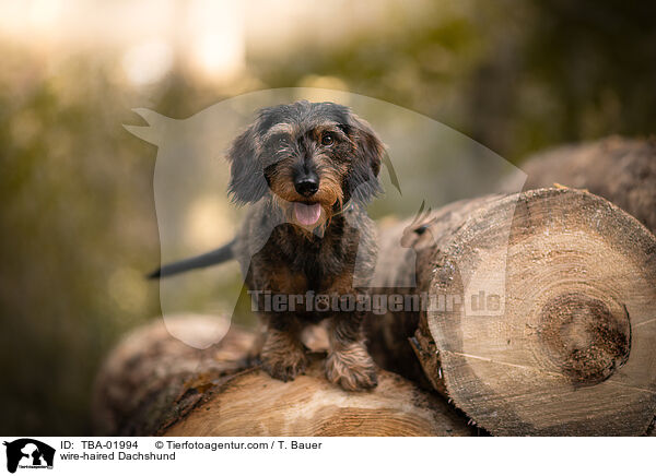 wire-haired Dachshund / TBA-01994