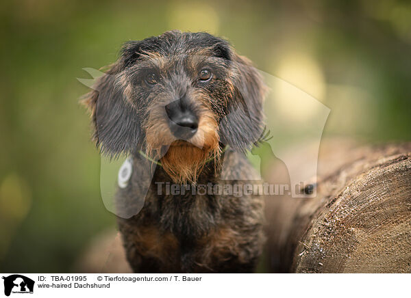 Rauhaardackel / wire-haired Dachshund / TBA-01995