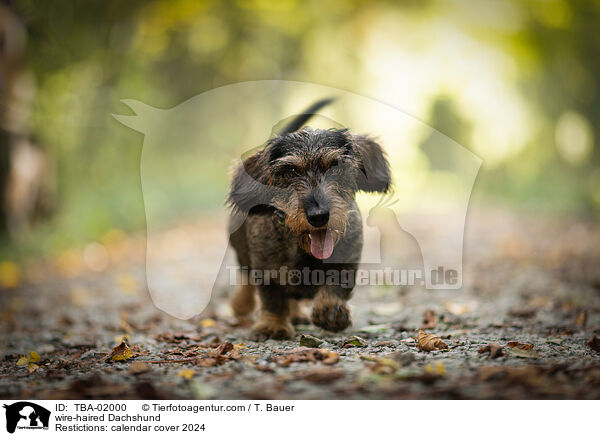 wire-haired Dachshund / TBA-02000