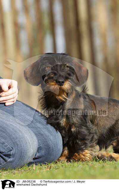 wirehaired Dachshund / JM-06238