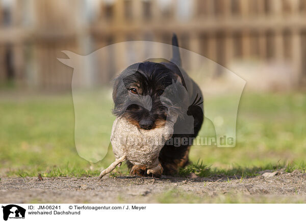 Rauhaardackel / wirehaired Dachshund / JM-06241