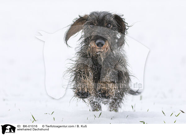 wirehaired Dachshund / BK-01016