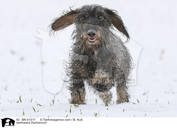 Rauhaardackel / wirehaired Dachshund / BK-01017