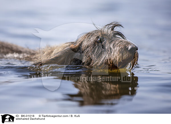 Rauhaardackel / wirehaired Dachshund / BK-01018