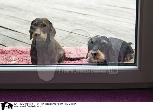 Rauhaardackel / wirehaired Dachshunds / HBO-05413