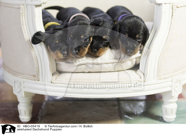 Rauhaardackel Welpen / wirehaired Dachshund Puppies / HBO-05419