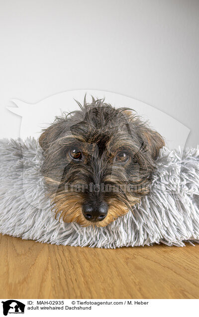 adult wirehaired Dachshund / MAH-02935
