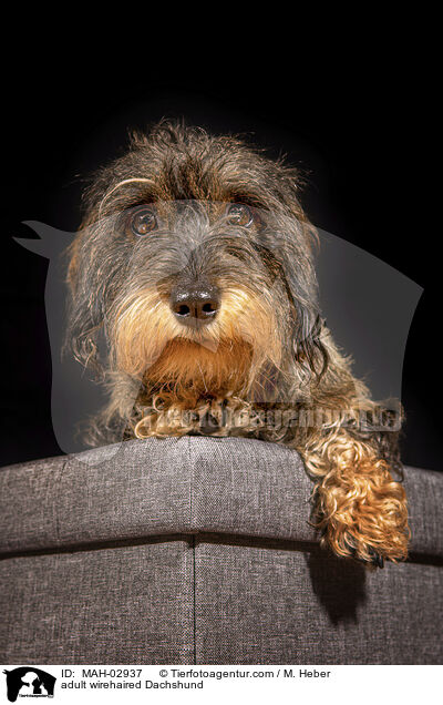 ausgewachsener Rauhaardackel / adult wirehaired Dachshund / MAH-02937